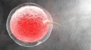 Conception of egg and sperm