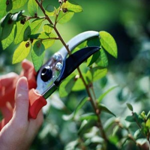 pruning a plant